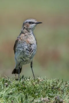 Wheatear Stock Photos