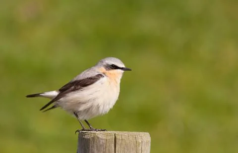 Wheatear on a post Stock Photos
