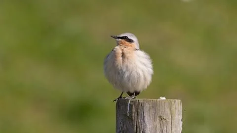 Wheatear on a post Stock Photos