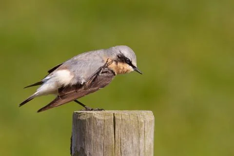 Wheatear scratching on a post Stock Photos