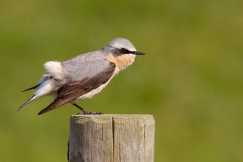 Wheatear stretching on a post Stock Photos