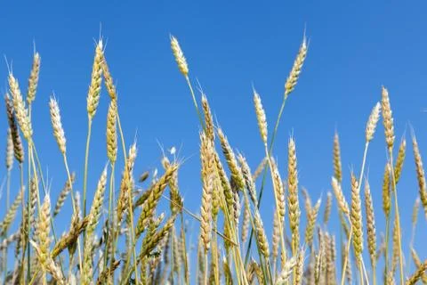 Wheatears on the background of the blue sky Stock Photos