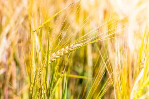 Wheatears growing on a field Stock-Fotos