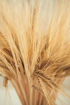 Wheatears texture. Peace of wheat pattern with bokeh. Yellow dried wheat clos Stock Photos