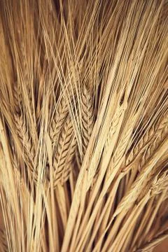 Wheatears texture. Peace of wheat pattern. Yellow dried wheat close up. Stock Photos