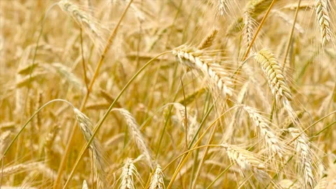 Wheaten close-up in motion. Slow motion Stock Footage 86023714