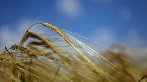 Wheaten cone Video stock 1458387