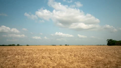 Wheatfield and Clouds Stock Footage 219721163