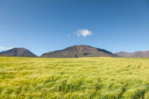 Wheatfield and mountains Stock Photos