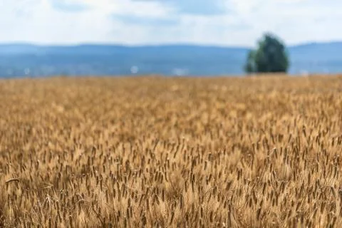 Wheatfield and tree 스톡 사진