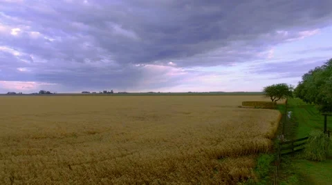 Wheatfield beneath cloudy sky Stock Footage 63282613