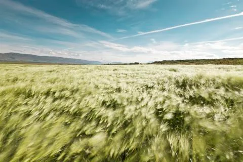 Wheatfield blowing in the wind Stock Photos