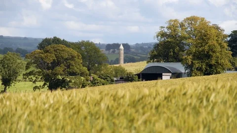 Wheatfield with Devenish Round Tower County Fermanagh Northern Ireland Stock Footage 98287347