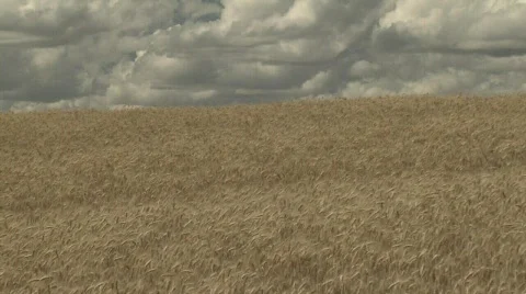 Wheatfield Stock Footage