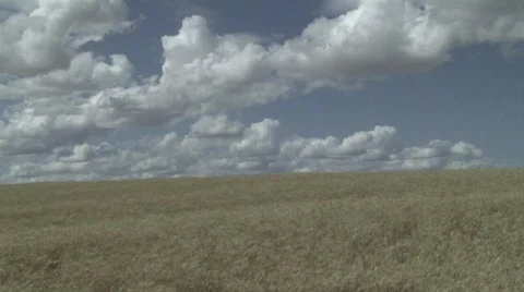 Wheatfield Video stock 339355