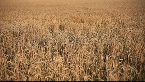 Wheatfield Stock Footage 7762586