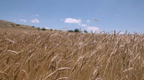Wheatfield Stock Footage 34408737