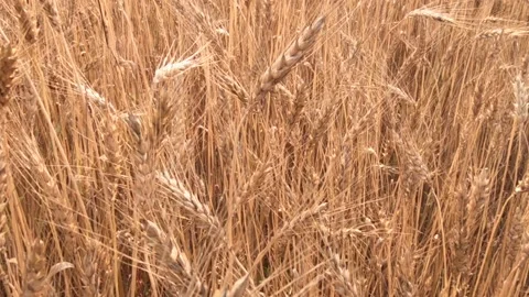 Wheatfield Stock Footage 132307800