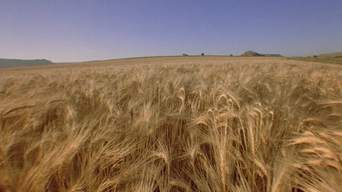 Wheatfield with mountain and clear blue sky in background Stock Footage 310537899