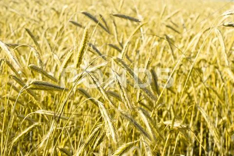 Wheatfield Stock Photos