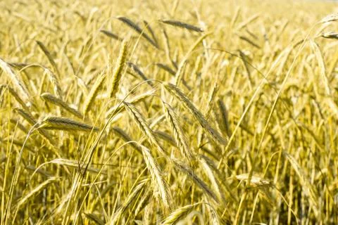 Wheatfield Stock Photos