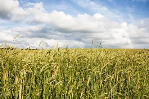 Wheatfield Foto stock