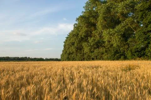 Wheatfield Stock Photos