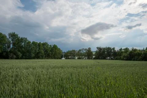 Wheatfield Foto stock