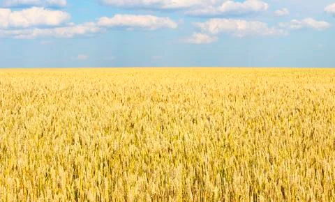 Wheatfield Stock Photos