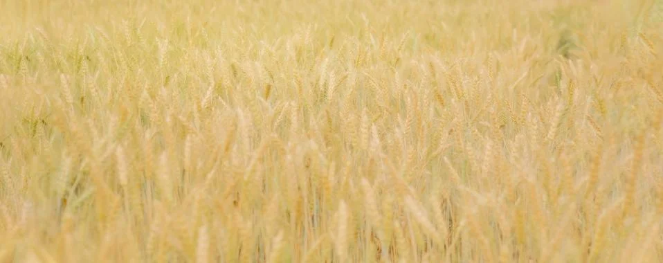 Wheatfield Stock Photos