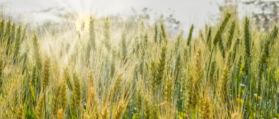 Wheatfield Stock Photos