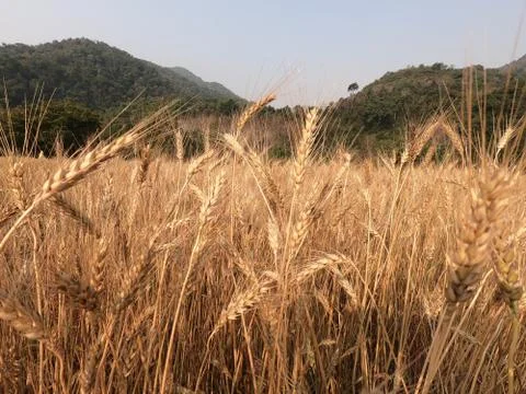 Wheatfield Stock Photos