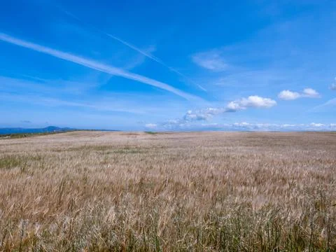Wheatfield Stock Photos