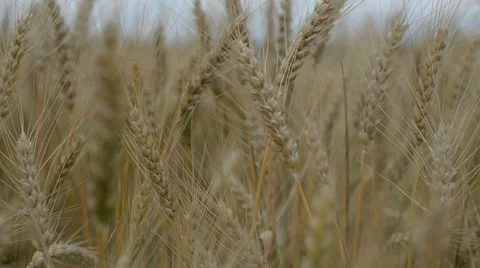 Wheatfield, the ripe grain Stock Footage 51672307