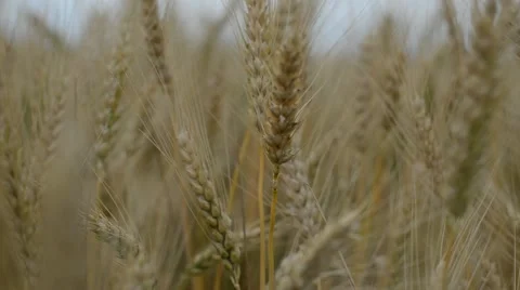 Wheatfield, the ripe grain Stock Footage 51672313