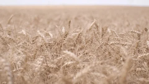 Wheatfield stock 4k 01 Stock Footage 285501745