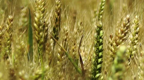 Wheatfield in the Summer 03 closeup Vídeos de archivo 11497114