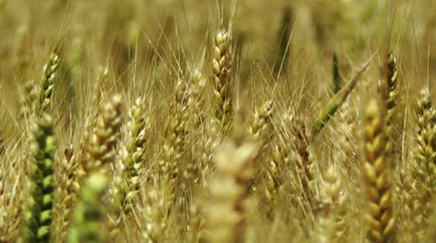 Wheatfield in the Summer 04 closeup Stock-Footage 11497138