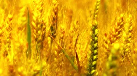 Wheatfield in the Summer 07 closeup stylized Vidéo 11497186