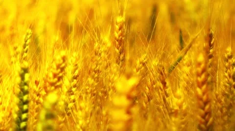 Wheatfield in the Summer 08 closeup stylized Stock Footage 11497211