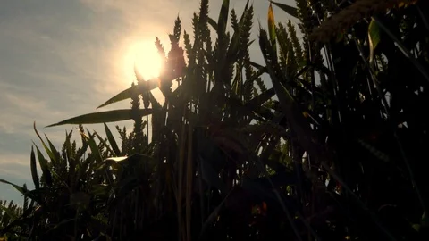 Wheatfield at sunrise Stock Footage 92733368