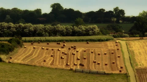 Wheatfield timelapse 01 Stock Footage 33140033