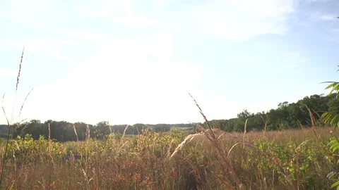Wheatfield view from the top of Devil's Den, Gettysburg National Park Vidéo 317372582
