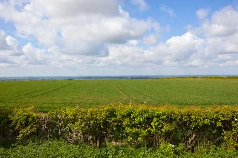 Wheatfields and the vale of york Stock Photos