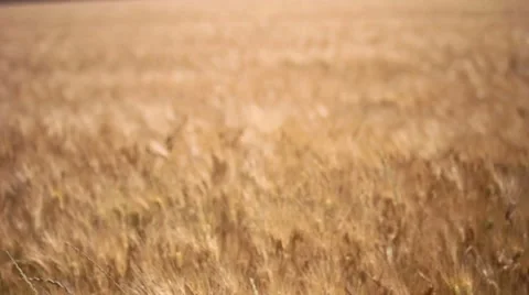 Wheatfields blowing in the wind Video stock 7769295