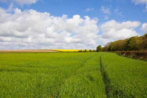 Wheatfields in springtime Stock Photos