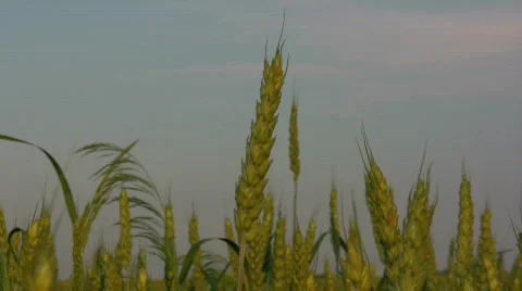 WheatFocuse2mov Stock Footage 737471