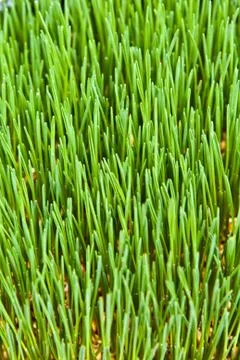 Wheatgrass background Stock Photos