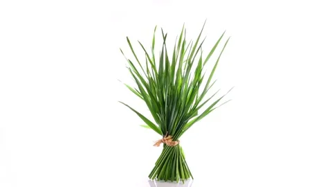 Wheatgrass Bundle - Healthy Nutrition isolated on white Background: Zoom Video stock 221269639