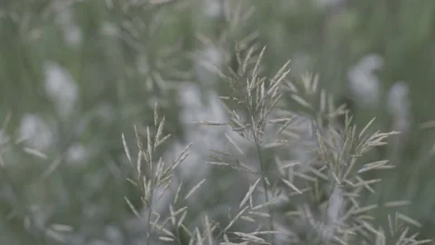 Wheatgrass Drifting Video stock 141089809